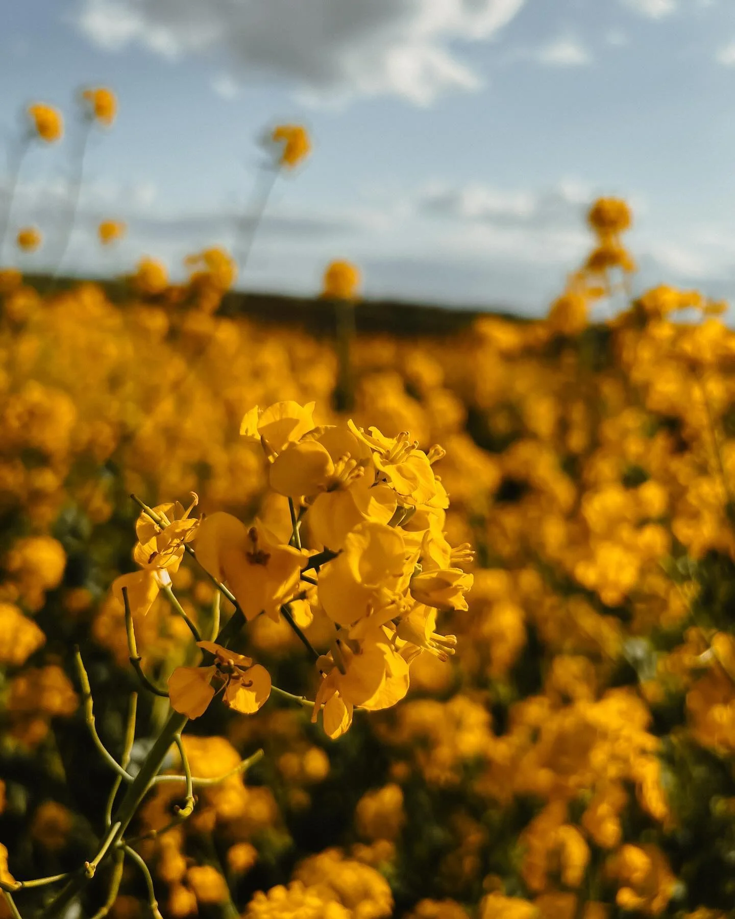 Blühende Wildblumen zwischen den Reben