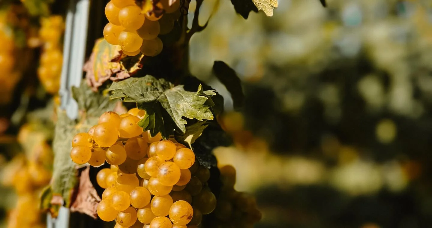 Goldene Trauben am Rebstock