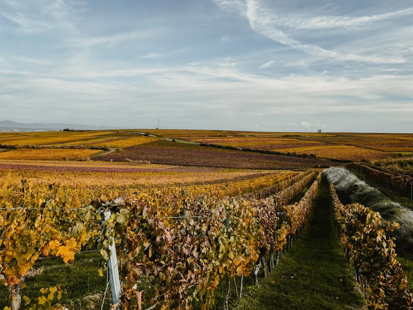 Weinwandern mit Einkehr auf der Terrasse