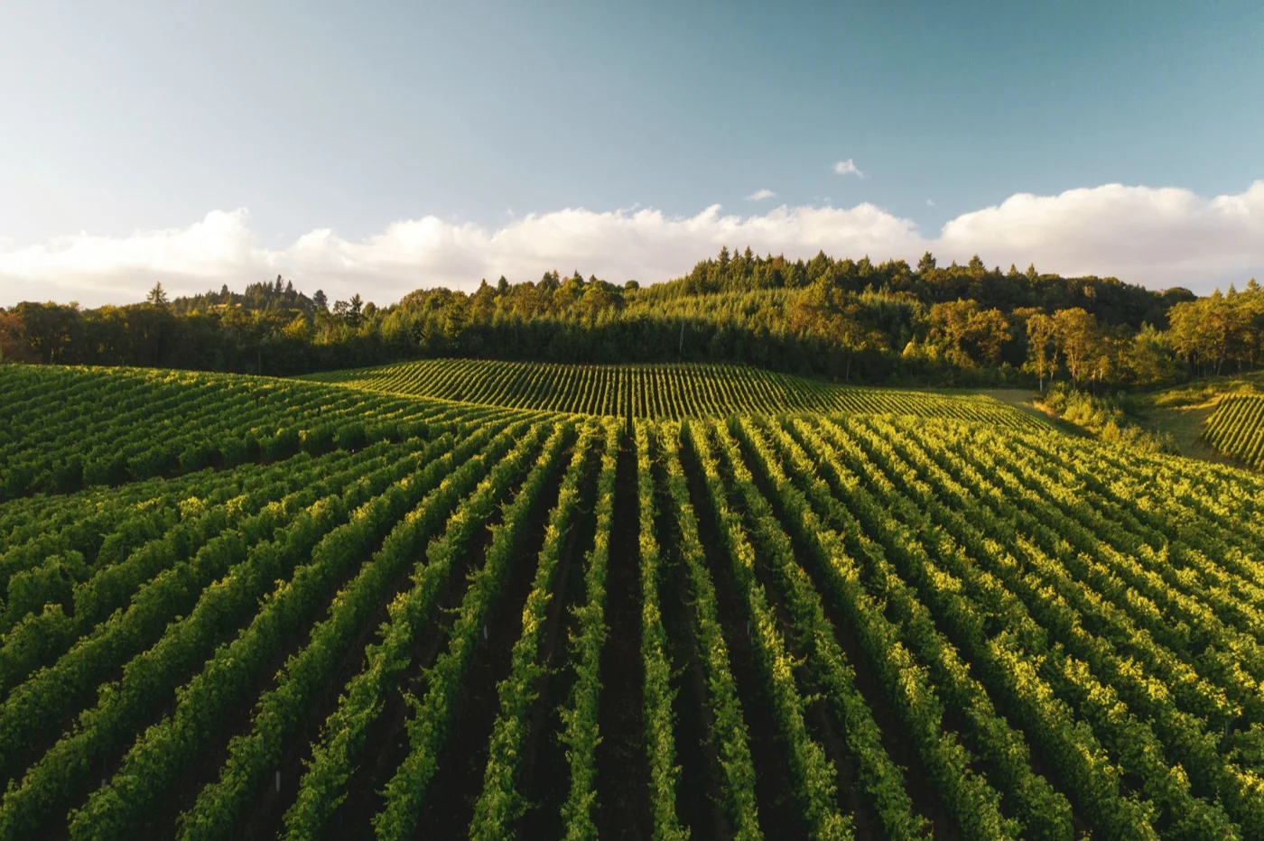 Weinberg mit Rebzeilen