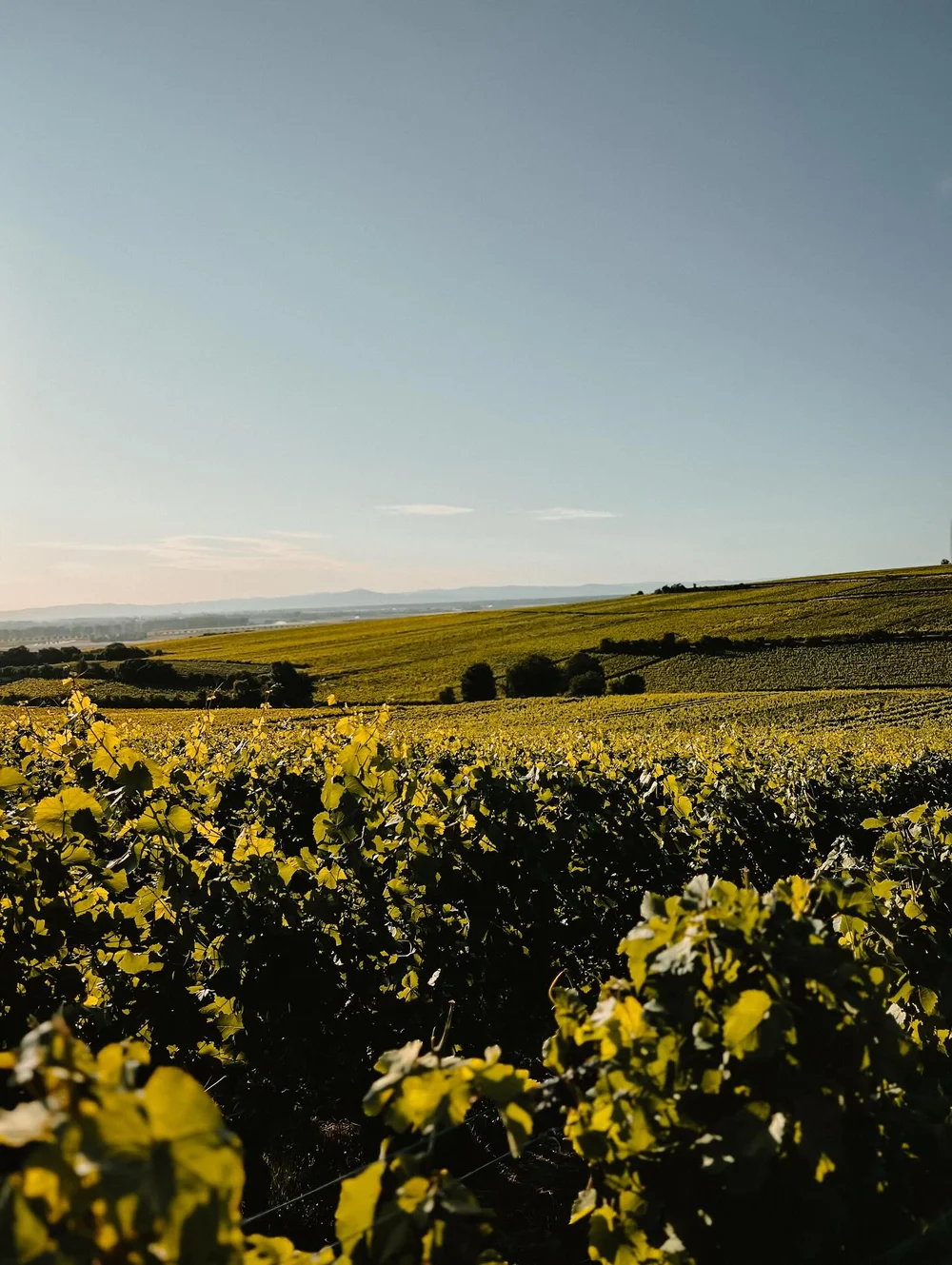 Blick über die Weinberge